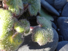 Romanzoffia unalaschcensis