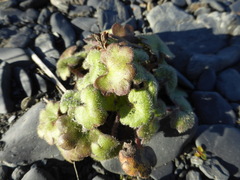 Romanzoffia unalaschcensis