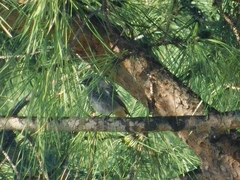 Phoenicurus ochruros