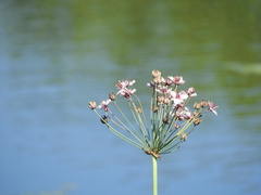 Butomus umbellatus