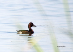 Aythya nyroca