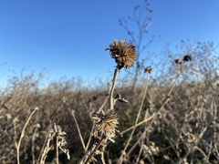 Helianthus argophyllus