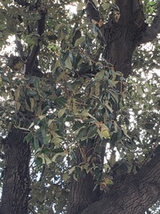 Quercus ilex