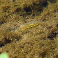 Cnesterodon decemmaculatus