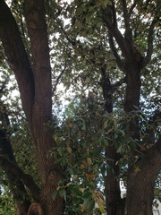 Quercus ilex