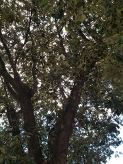 Quercus ilex