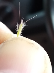 Rytidosperma unarede