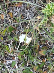Convolvulus verecundus