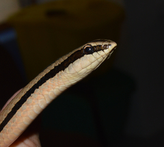Conophis vittatus