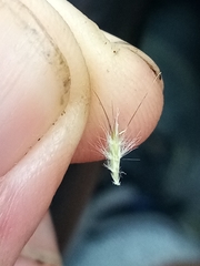 Rytidosperma unarede