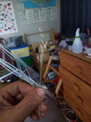 Rytidosperma unarede