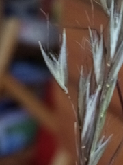 Rytidosperma unarede