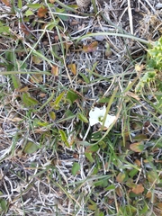 Convolvulus verecundus