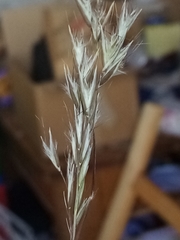 Rytidosperma unarede