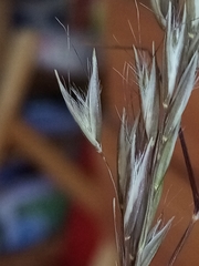 Rytidosperma unarede