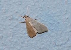 Mecyna asinalis