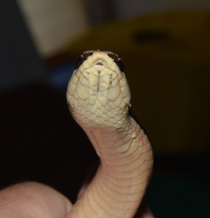 Conophis vittatus