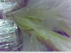 Rytidosperma unarede