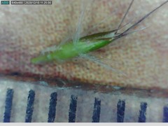 Rytidosperma unarede