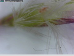 Rytidosperma unarede