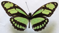 Philaethria diatonica