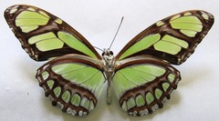 Philaethria diatonica