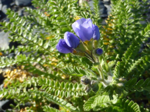 Northern Jacob's-ladder
