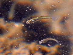 Cnesterodon decemmaculatus