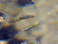 Cnesterodon decemmaculatus