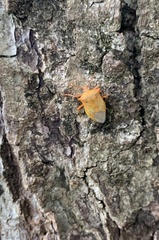 Brontocoris nigrolimbatus