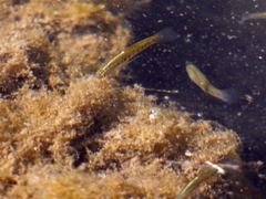 Cnesterodon decemmaculatus