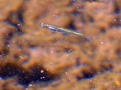 Cnesterodon decemmaculatus