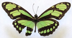 Philaethria diatonica