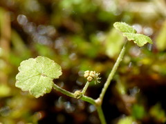 Hydrocotyle robusta