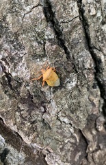 Brontocoris nigrolimbatus