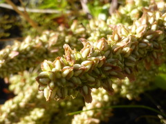 Rumex transitorius