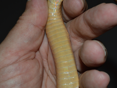 Conophis vittatus