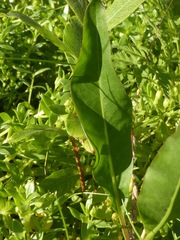 Rumex transitorius