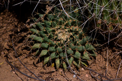 Mammillaria meiacantha