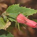Hibiscus kochii - Photo 由 Dale Lee Denham-Logsdon 所上傳的 (c) Dale Lee Denham-Logsdon，保留部份權利CC BY-NC