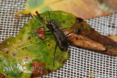 Myriochila semicincta