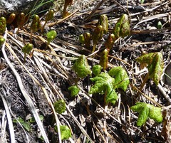 Podophyllum hexandrum
