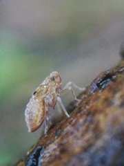 Megamelodes quadrimaculatus
