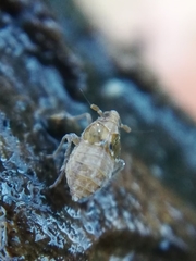 Megamelodes quadrimaculatus