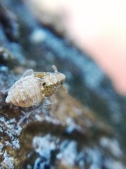 Megamelodes quadrimaculatus