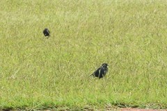 Molothrus bonariensis