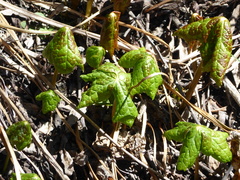 Podophyllum hexandrum