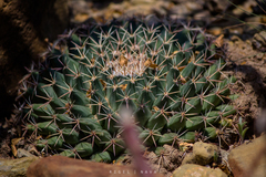 Mammillaria meiacantha