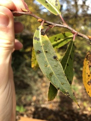 Aculus