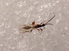 Exallonyx